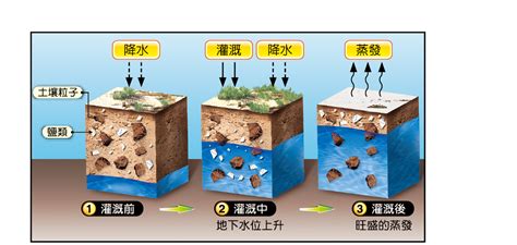 鹽作用